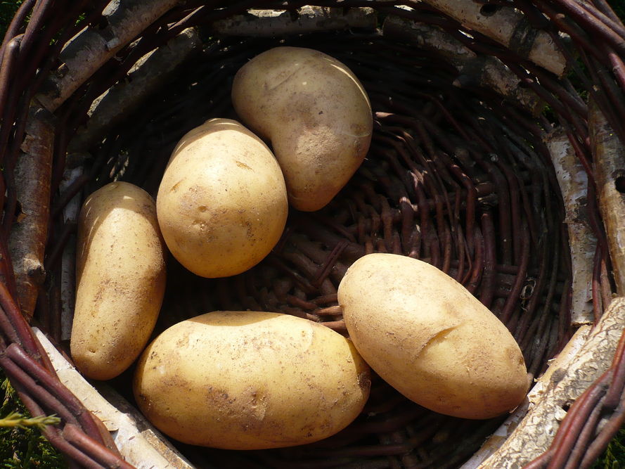 Młode ziemniaki - jak wyhodować