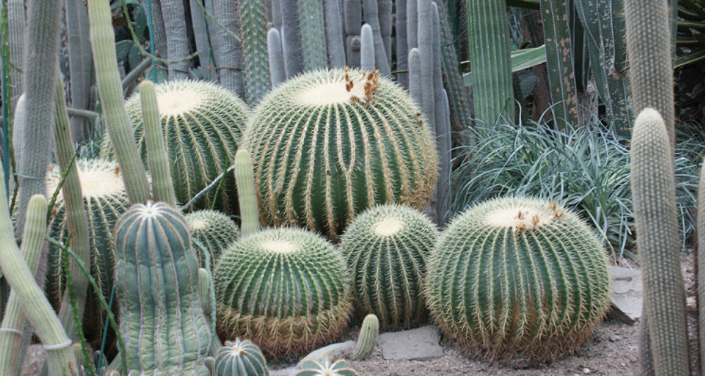 Kaktus #1