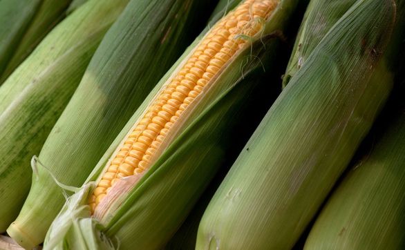 thumb W jaki sposób uprawiać i pielęgnować kukurydzę