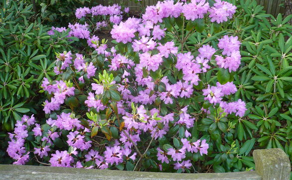 Przejdź do artykułu - Przycinanie rododendronów – pielęgnacyjne, formujące, odmładzające