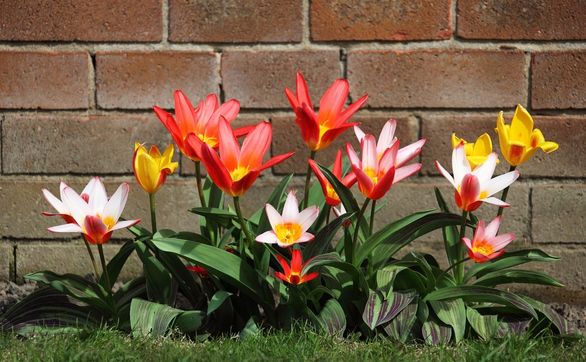 Przejdź do artykułu - Które gatunki tulipanów nie wymagają corocznego wykopywania