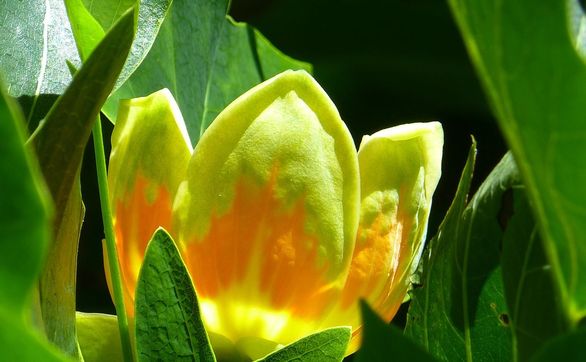Przejdź do artykułu - Czy tulipany mogą rosnąć na drzewie