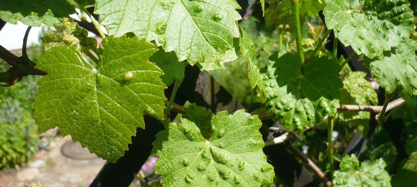 Szkodniki winorośli – objawy i zwalczanie