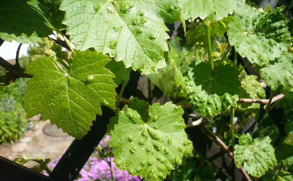 thumb Szkodniki winorośli – objawy i zwalczanie