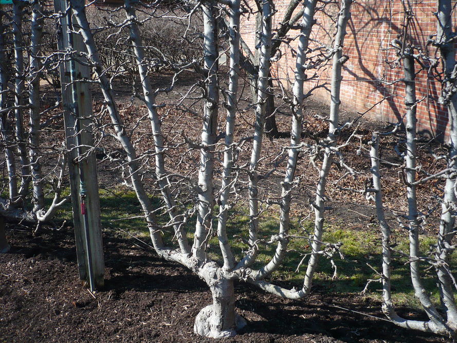 Wiosenne cięcie drzew owocowych – poradnik i kalendarz