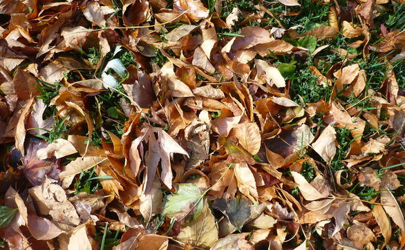 Przejdź do artykułu - Kompostowanie jesiennych liści – jak przyśpieszyć