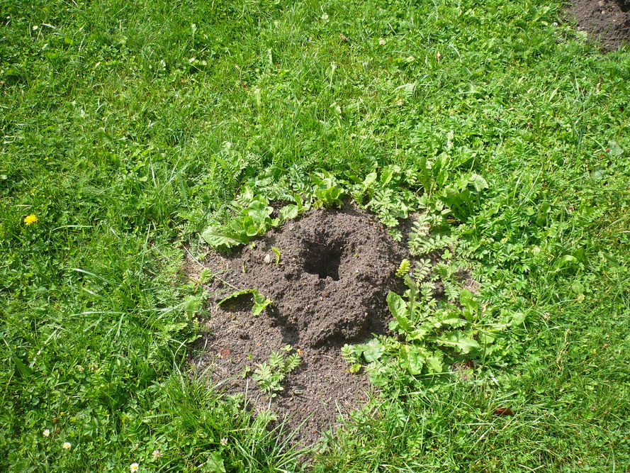 Objawy pędraków w trawniku – 5 popularnych