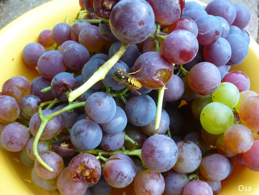 Szkodniki winorośli – objawy i zwalczanie
