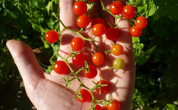 Przejdź do artykułu - Pomidory doniczkowe - jak nawozić