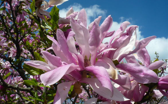 Przejdź do artykułu - Gdy magnolia słabo kwitnie - jak nawozić