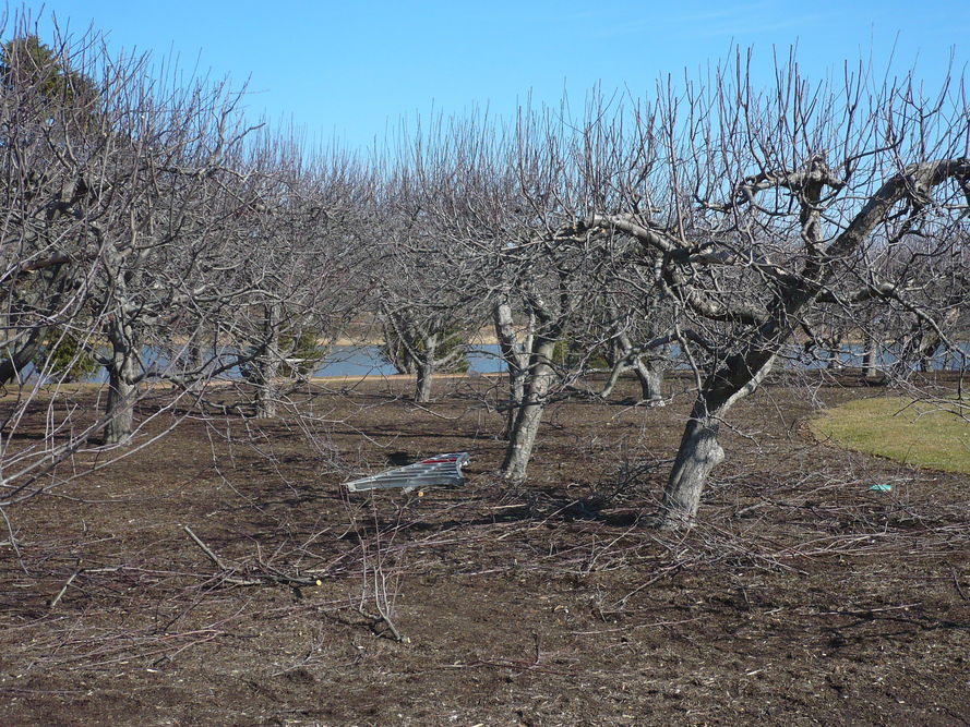 Wiosenne cięcie drzew owocowych – poradnik i kalendarz