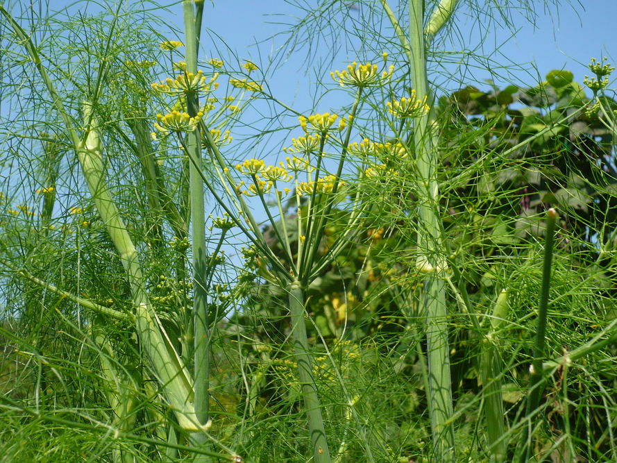 Fenkuł - uprawa, pielęgnacja, właściwości