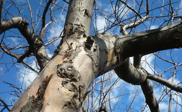thumb Wiosenne cięcie drzew owocowych – poradnik i kalendarz
