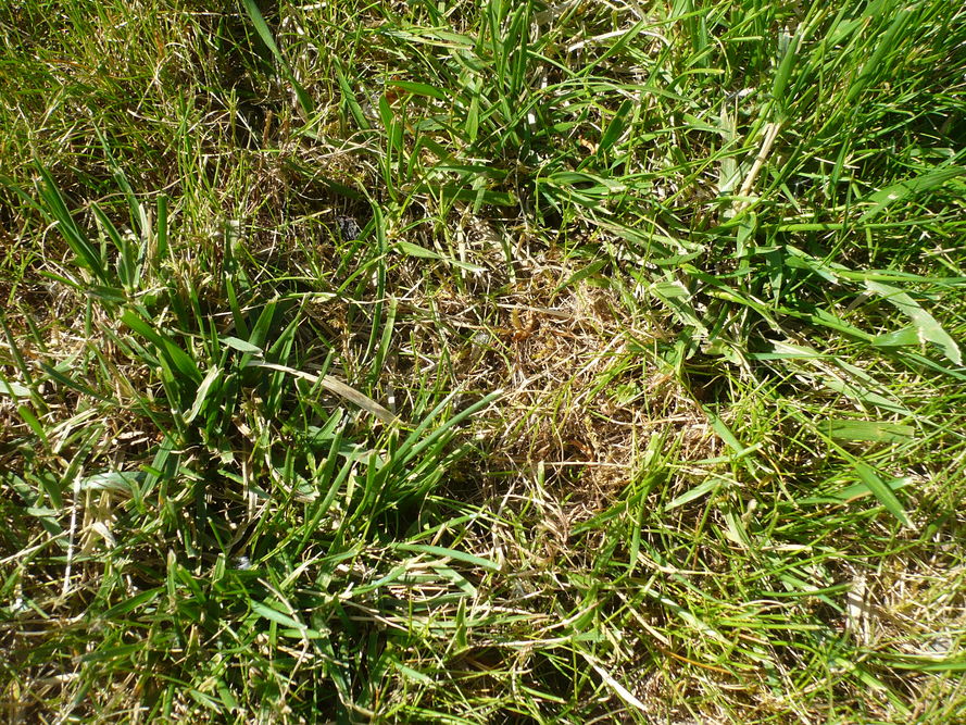 Objawy pędraków w trawniku – 5 popularnych