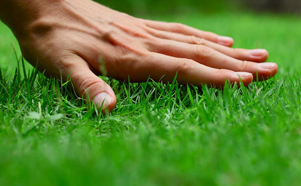 Przejdź do artykułu - Pielęgnacja oraz odchwaszczenie trawnika
