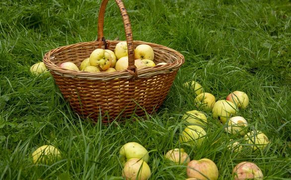Przejdź do artykułu - Jak zbierać oraz przechowywać jabłka i gruszki