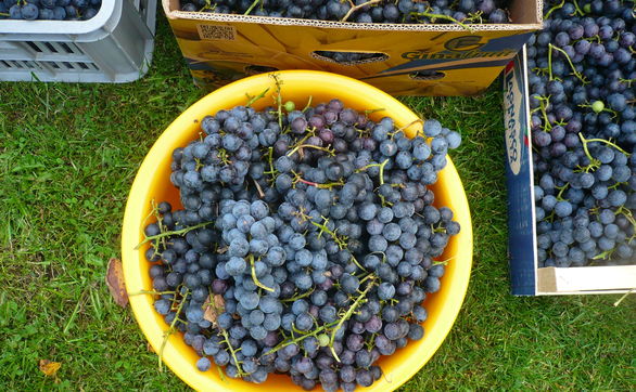 Przejdź do artykułu - Nawożenie winorośli – jakie nawozy i kiedy stosować