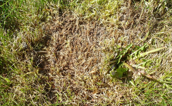 thumb Objawy pędraków w trawniku – 5 popularnych