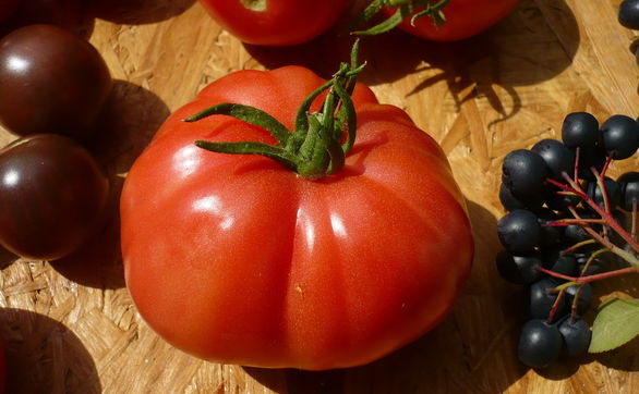 Przejdź do artykułu - Pomidory malinowe - jak nawozić
